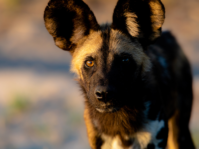 African wild dogs in Hwange National Park